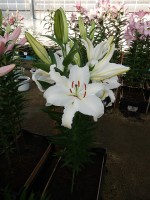 [3256 Castellani World B No201.JPG]